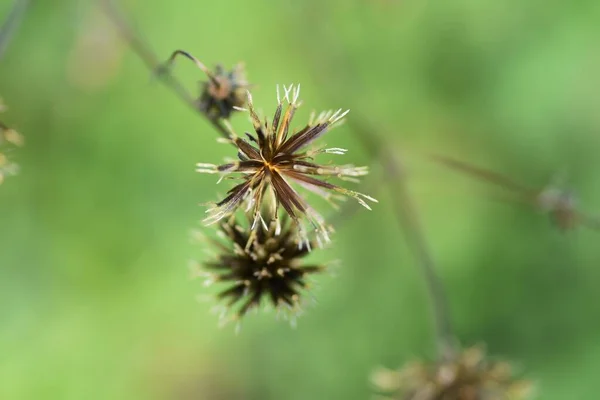 Τριχωτός Ζητιάνος Τσιμπολογάει Αχένιο Asteraceae Ετήσιο Ζιζάνιο — Φωτογραφία Αρχείου