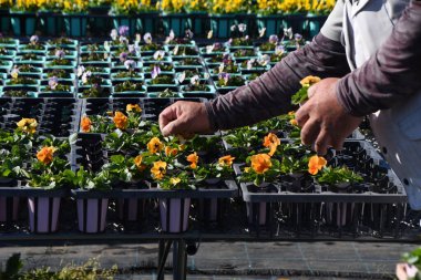 Çiçek yetiştirme işi. Viyola ekimi. Çiçek açma zamanı Ekim 'den Mayıs' a kadar..