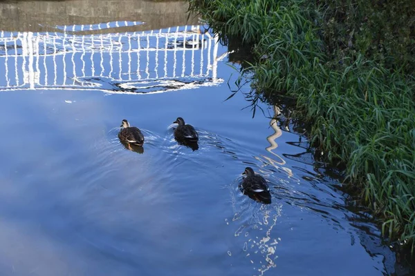 Smiley Scene Natural World Flock Ducks Swimming Stream — Stock Photo, Image