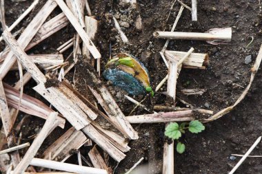 Fava fasulye ekimi. Tohum ekmek, filizlendirmek, tohum ekmek,.