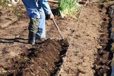 Fava fasulye ekimi. Tohum ekmek, filizlendirmek, tohum ekmek,.