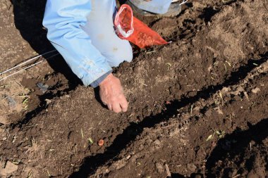 Fava fasulye ekimi. Tohum ekmek, filizlendirmek, tohum ekmek,.