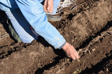 Fava fasulye ekimi. Tohum ekmek, filizlendirmek, tohum ekmek,.