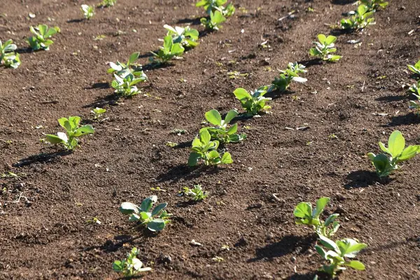 Culture Féveroles Semis Germination Élever Des Semis Plantation — Photo