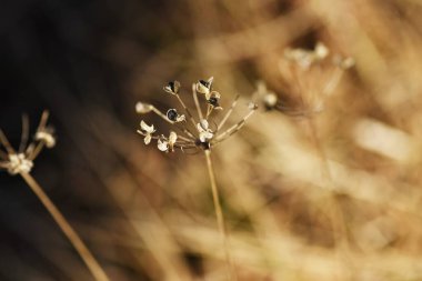 Çin soğan çekirdeği. Çiçek mevsimi yaz mevsimidir. Çiçek açtıktan sonra meyveler olgunlaşır ve 6 tohum serpilir..