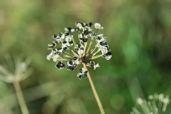 中国のチャイブの種 開花期は夏で 開花後の果実は熟して6種を振りかけると壊れます — ストック写真