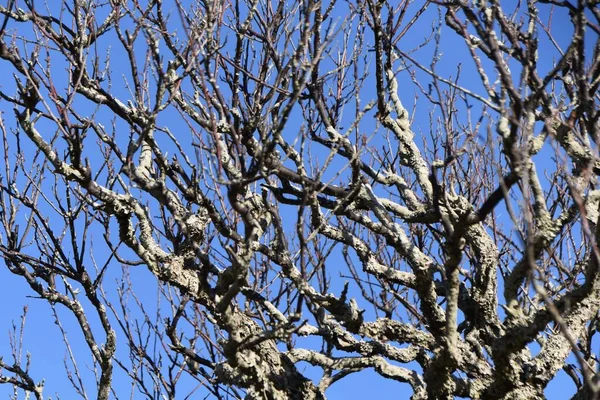 Gałęzie Pnie Japońskich Drzew Morelowych Sezonie Zimowym — Zdjęcie stockowe