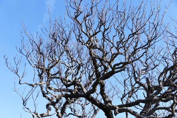 Filialer Och Stammar Japanska Aprikosträd Vintersäsongen — Stockfoto