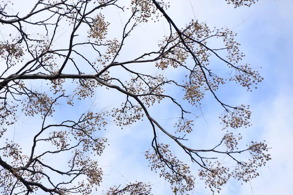 Owoce Liście Chińszczyzny Meliaceae Drzewo Liściaste Owoce Liście Kora Lecznicze — Zdjęcie stockowe