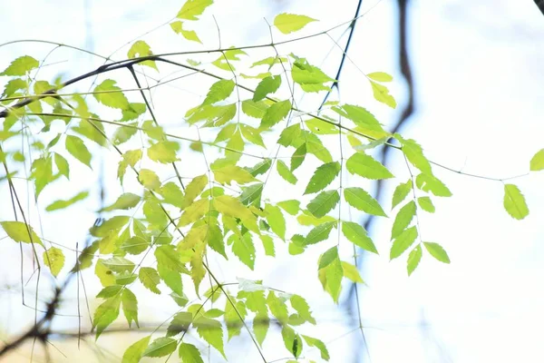 Chinaberry Fruits Leaves Meliaceae Deciduous Tree Fruits Leaves Bark Medicinal — Fotografia de Stock