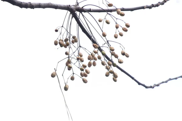 차이나타운 균류는 낙엽수이다 나무껍질은 약재이다 — 스톡 사진
