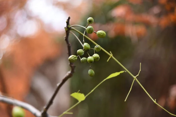 チナベリーの果実と葉 メリア科の落葉樹 樹皮は薬用です — ストック写真
