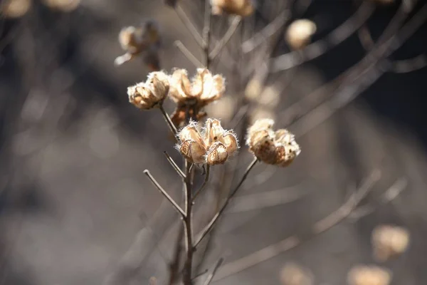 Σπόροι Βαμβακιού Φυλλοβόλος Θάμνος Malvaceae — Φωτογραφία Αρχείου