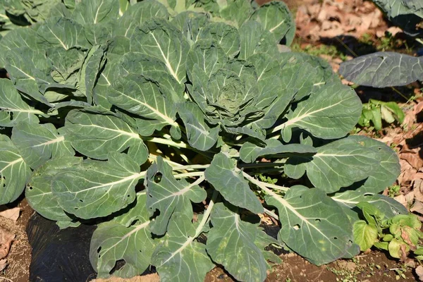 Brussels Sprouts Cultivation Brussels Sprouts Winter Vegetable Native Belgium High — Fotografia de Stock