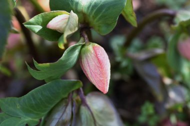 Hellebore flowers. Ranunculaceae evergreen perennial plants.