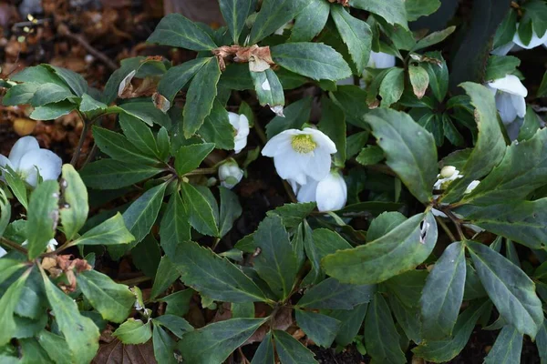 Hellebore flowers. Ranunculaceae evergreen perennial plants.