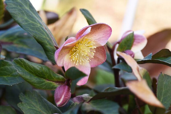 Hellebore flowers. Ranunculaceae evergreen perennial plants.