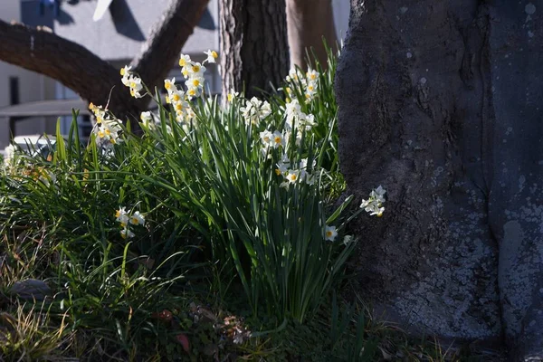 Narzissenblüten Eine Mehrjährige Pflanze Aus Der Familie Der Amaryllidaceae Die — Stockfoto