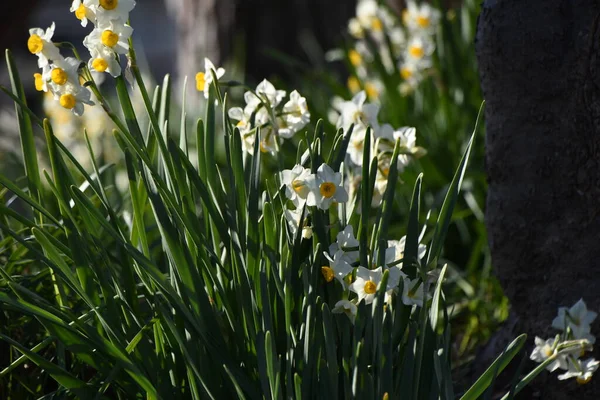 Nárciszvirág Amaryllidaceae Család Évelő Növénye Amely Téltől Tavaszig Fehér Sárga — Stock Fotó