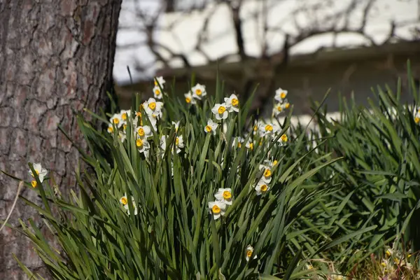 Flores Narciso Una Planta Perenne Familia Amaryllidaceae Que Florece Flores — Foto de Stock