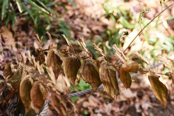 Жаба Лили Зимой Liliaceae Perennial Plants Цветочный Сезон Августа Ноябрь — стоковое фото