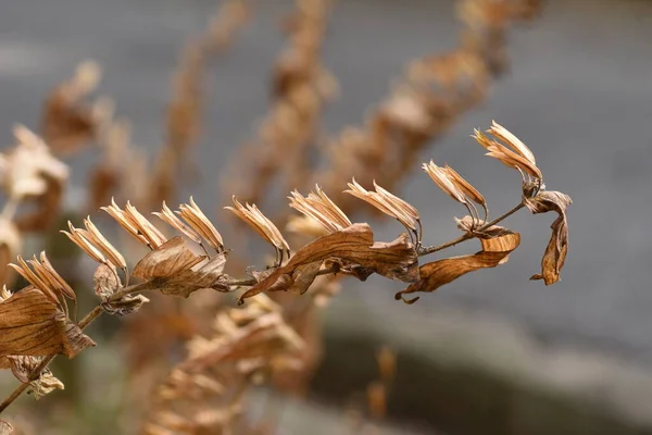 冬にはトドユリ 多年草植物です 開花期は8月11月です — ストック写真