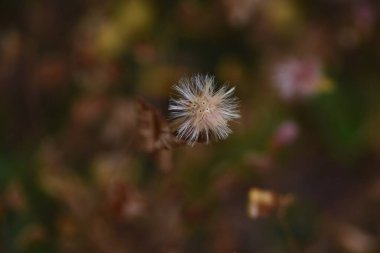 Pertya, kabarık tüyleri ve tohumları tarıyor. Asteraceae yaprak döken çalı. Çiçek açma mevsimi Ekim 'den Kasım' a kadardır..