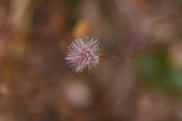Pertya Scandens Fluff Seeds Asteraceae Deciduous Shrub Flowering Season October — Stock Photo, Image