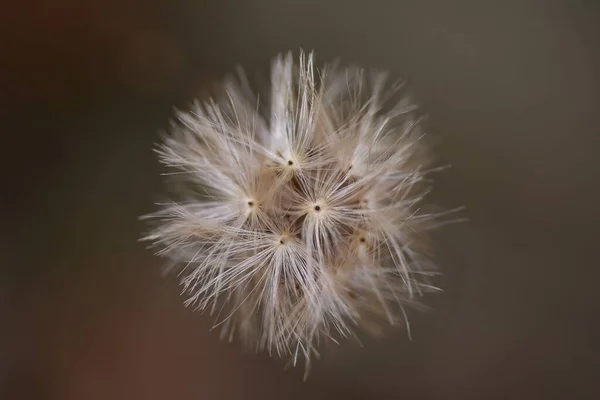 Pertya Skandalisiert Flaum Und Samen Asteraceae Laubbaum Die Blütezeit Ist — Stockfoto