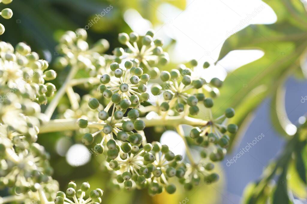 Japanese aralia young berries. Characterized by large leaves and deep cuts, the flowering season is from October to December, and the berries ripen black the following spring.