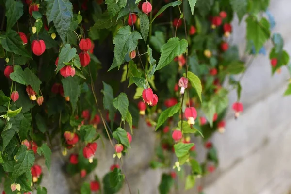 Släpande Abutilonblommor Ursprunglig Till Brasilien Malvaceae Evergreen Buske — Stockfoto