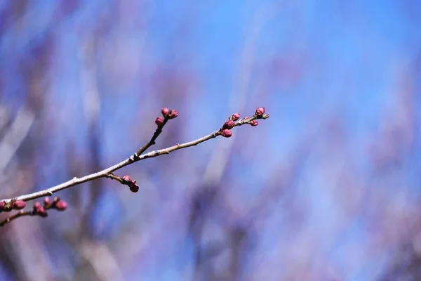 開花しようとしている日本のアプリコットの花芽 — ストック写真