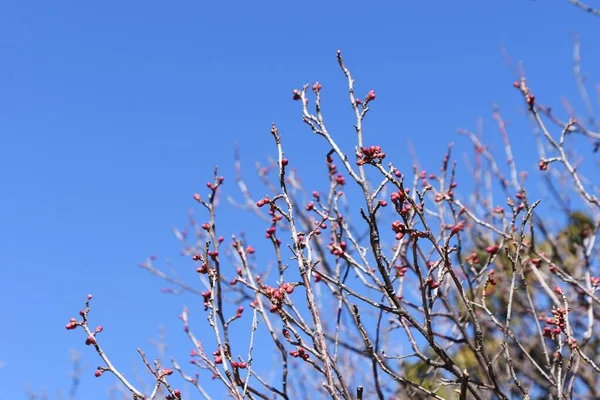 Japon Kayısı Tomurcukları Çiçek Açmak Üzere — Stok fotoğraf