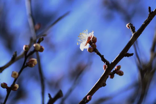 Японские Цветущие Абрикосы Которые Расцветут — стоковое фото