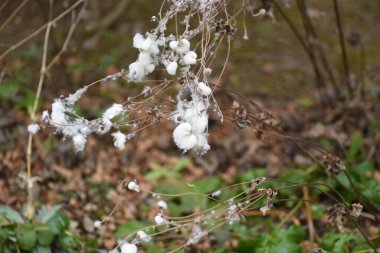 Japon şakayığı kabarık tüylü ve tohumlu. Ranunculaceae daimi bitkileri. Çiçek açma zamanı sonbahardır..