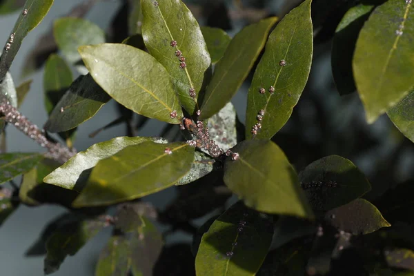 Молюски Паразитами Лаврах Комахи Маленькі Комахи Порядку Hemiptera Підряд Sternorrhyncha — стокове фото