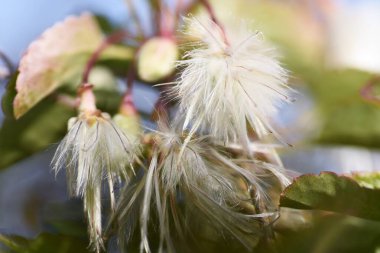 Clematis çiçek açtıktan sonra kabarıyor. Bu bir Ranunculaceae daimi sarmaşığı ve ona tırmanma bitkilerinin kraliçesi denir..
