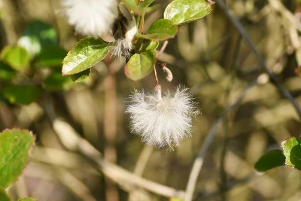 Clematis Fluff Flowering Ranunculaceae Perennial Vine Called Queen Climbing Plants — Stock Photo, Image