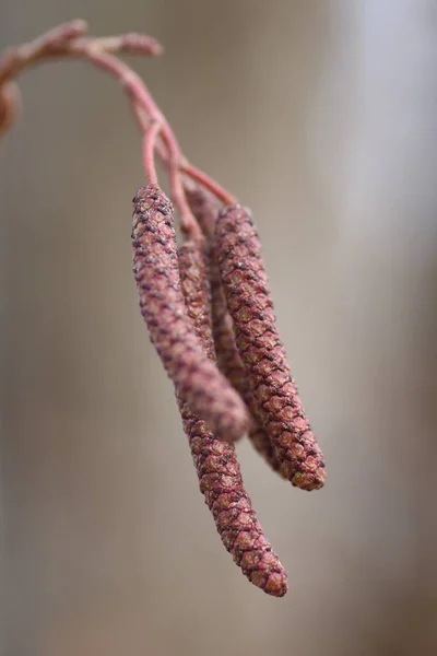 Japonské Olše Mužské Květiny Zralé Plody Betulaceae Listnatý Strom Roste — Stock fotografie