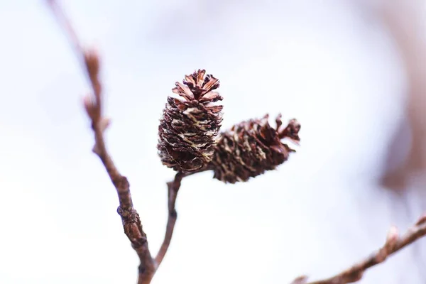 Японская Ольха Мужские Цветы Спелые Фрукты Betulaceae Deciduous Tree Grows — стоковое фото