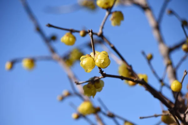 冬の甘い花 萼片葉の落葉樹 開花期は12月2月です — ストック写真