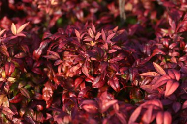 Berberidaceae her zaman yeşil çalı. Japonya 'da ona Otafuku Nanten denir ve yaklaşık 50 cm uzunluğunda olmasına ve çiçek açmamasına rağmen bahçe ağaçları ve çiçek yataklarında kullanılır..