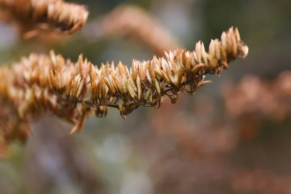 冬に蝶の茂みの花 アブラナ科の植物 — ストック写真