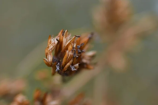 Pillangó Bokrok Virágai Télen Magok Scrophulariaceae Növények — Stock Fotó