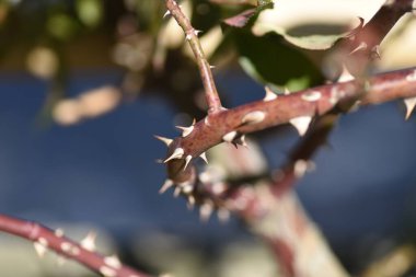 Kışın gül bahçesi. Gül bakımı ve gül dikeni.