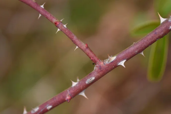 Rose garden in winter. Rose care work and rose thorns.