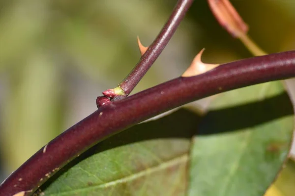 Giardino Rose Inverno Rose Cura Del Lavoro Spine Rosa — Foto Stock