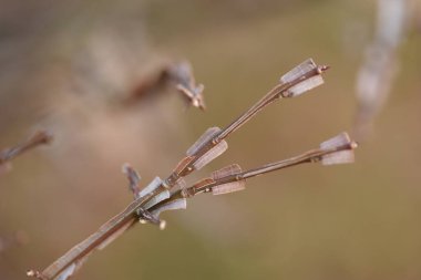  Öonymus kanatları. Celastraceae yaprak döken çalı. Çiçek mevsimi Nisan 'dan Haziran' a kadar sürer ve sonbahar yaprakları harikadır..