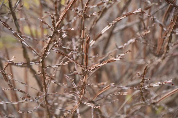 Euonymus Szárnyak Celastraceae Lombhullató Cserje Virágzási Időszak Áprilistól Júniusig Tart — Stock Fotó