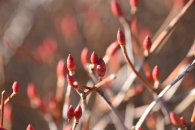 Enkianthus tomurcukları. Ericaceae yaprak döken çalılar ve tüm yıl boyunca taze yeşillik, çan şeklinde çiçekler ve sonbahar yaprakları gibi tadını çıkarılabilecek bitkiler..